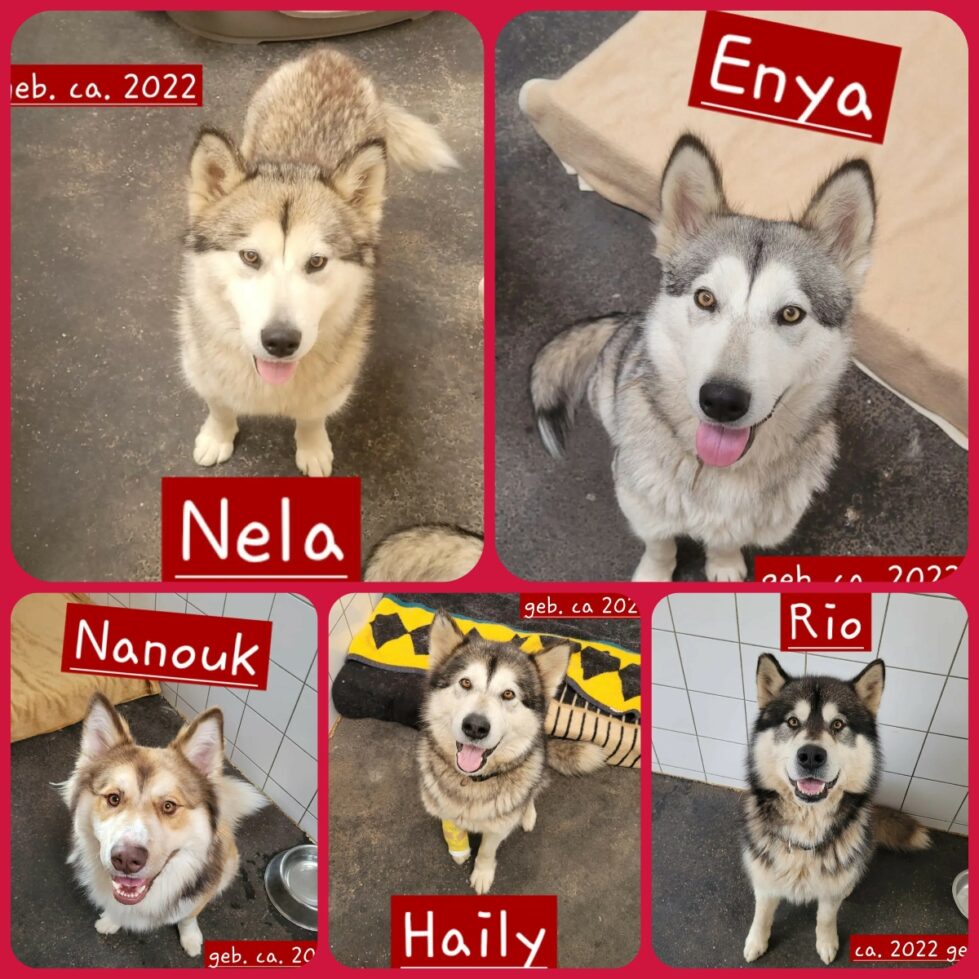 Nela-Enya-Rio-Haily-Nanouk